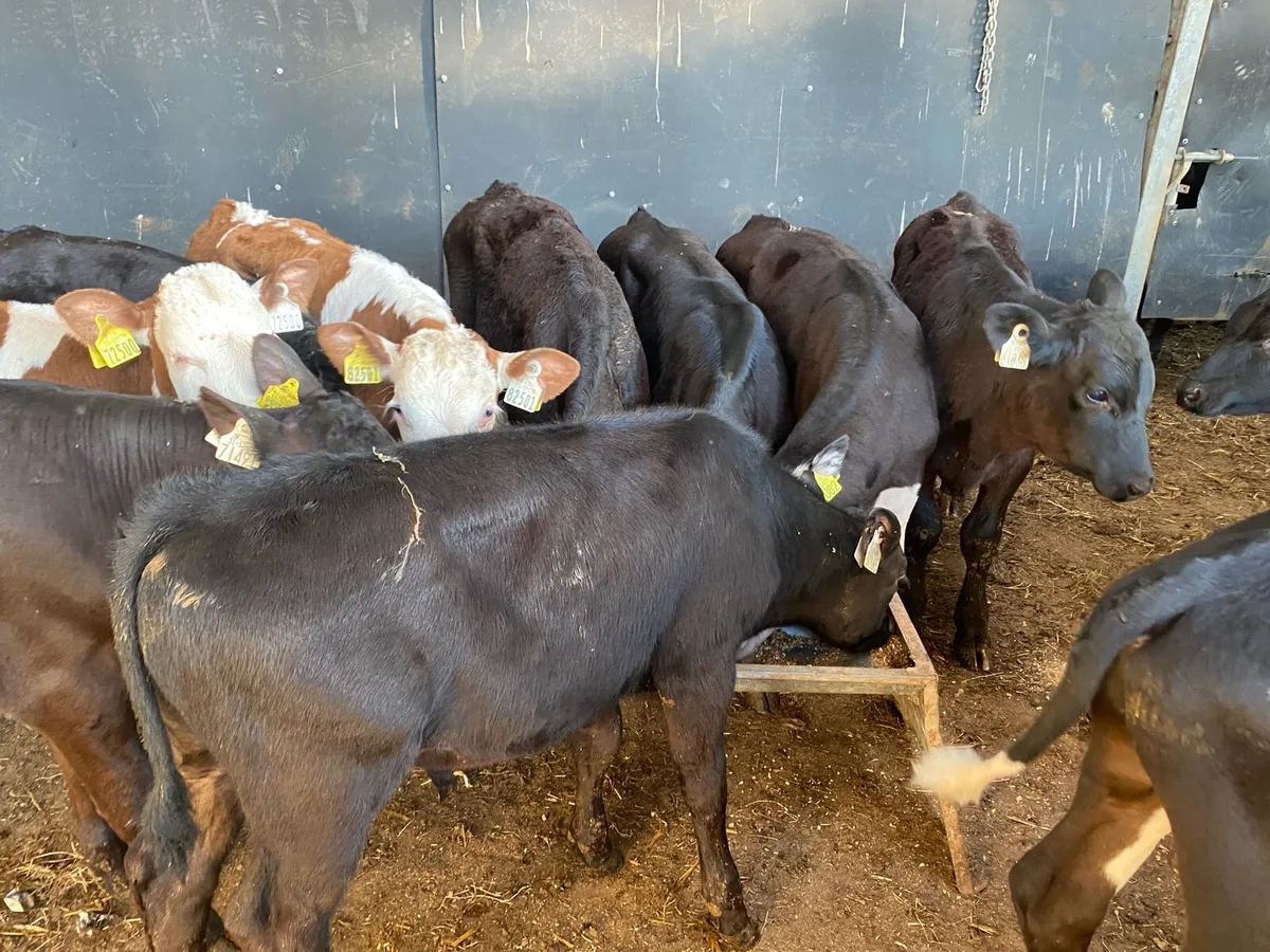 16 AA/Hereford Bull Runners ( No Moves) - Image 4