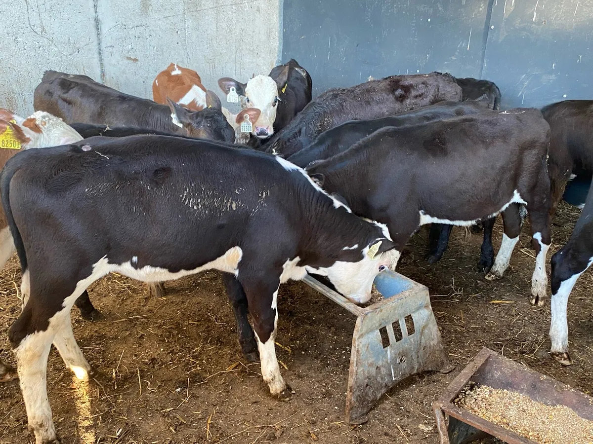 16 AA/Hereford Bull Runners ( No Moves) - Image 2
