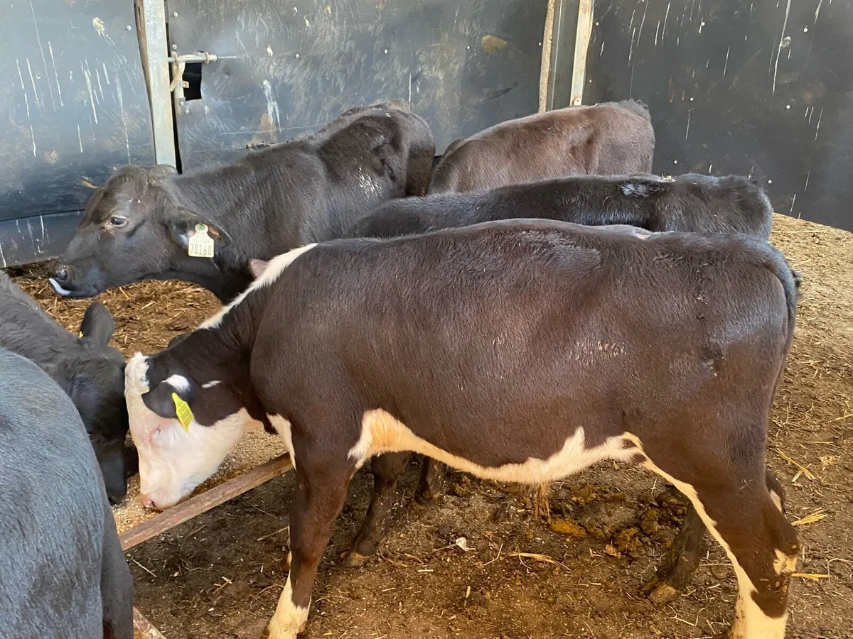 16 AA/Hereford Bull Runners ( No Moves) - Image 3