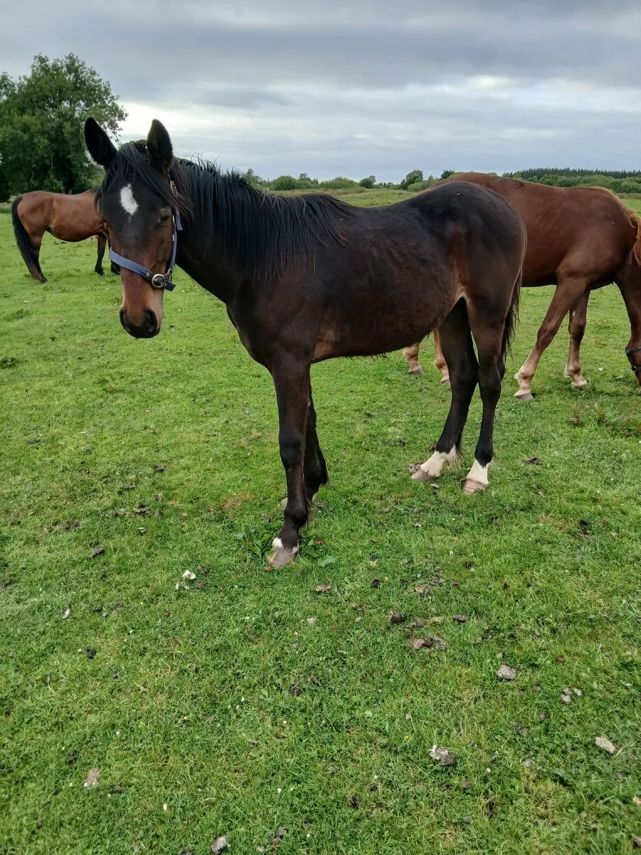Irish Draught Yearling colt - Image 3