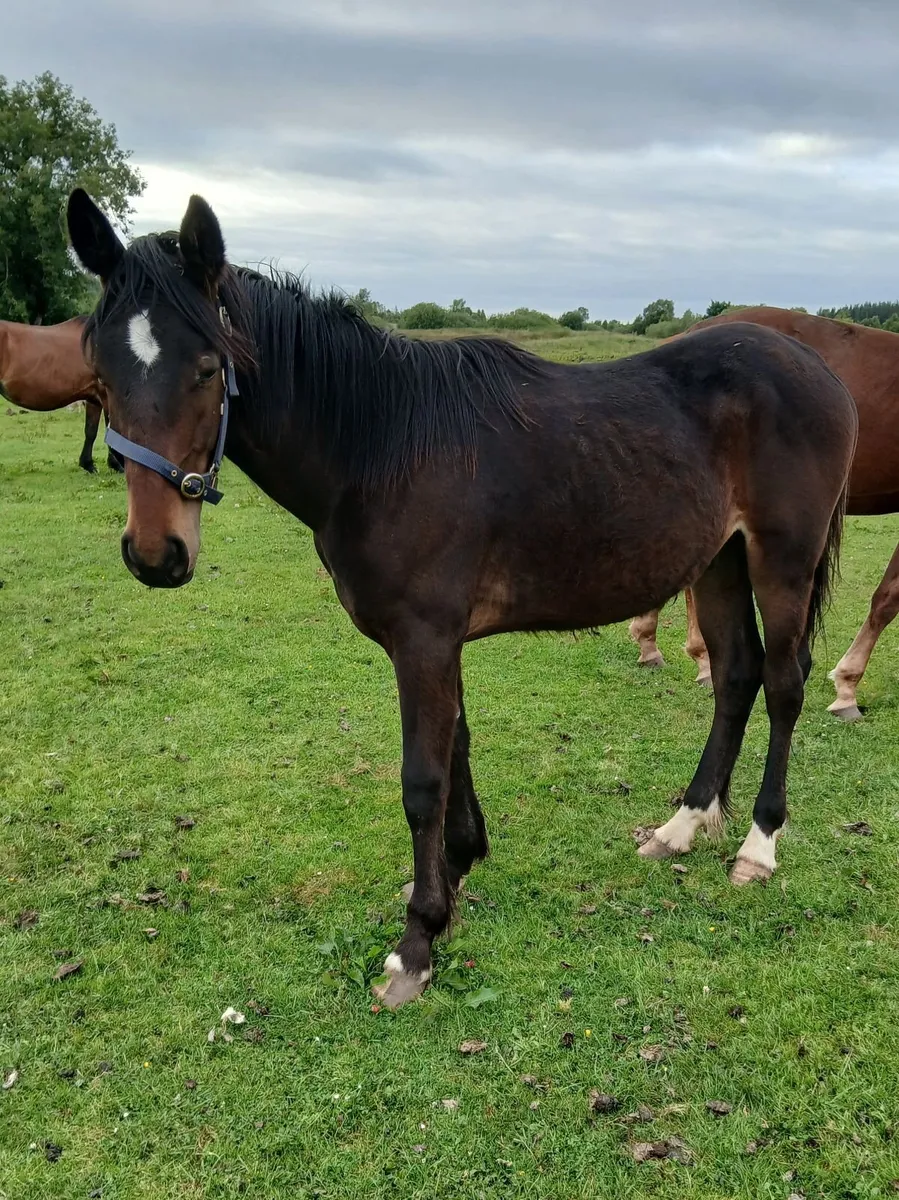 Irish Draught Yearling colt - Image 1
