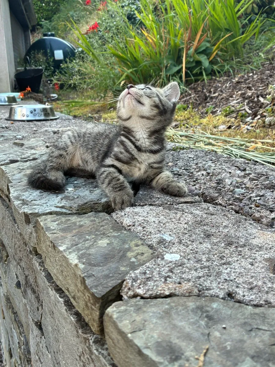 6 Beautiful kittens - Image 1