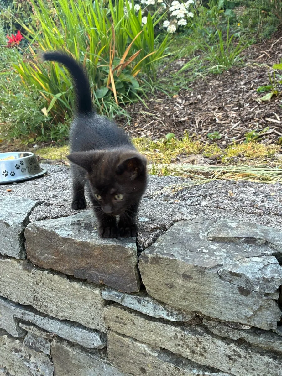 6 Beautiful kittens - Image 2