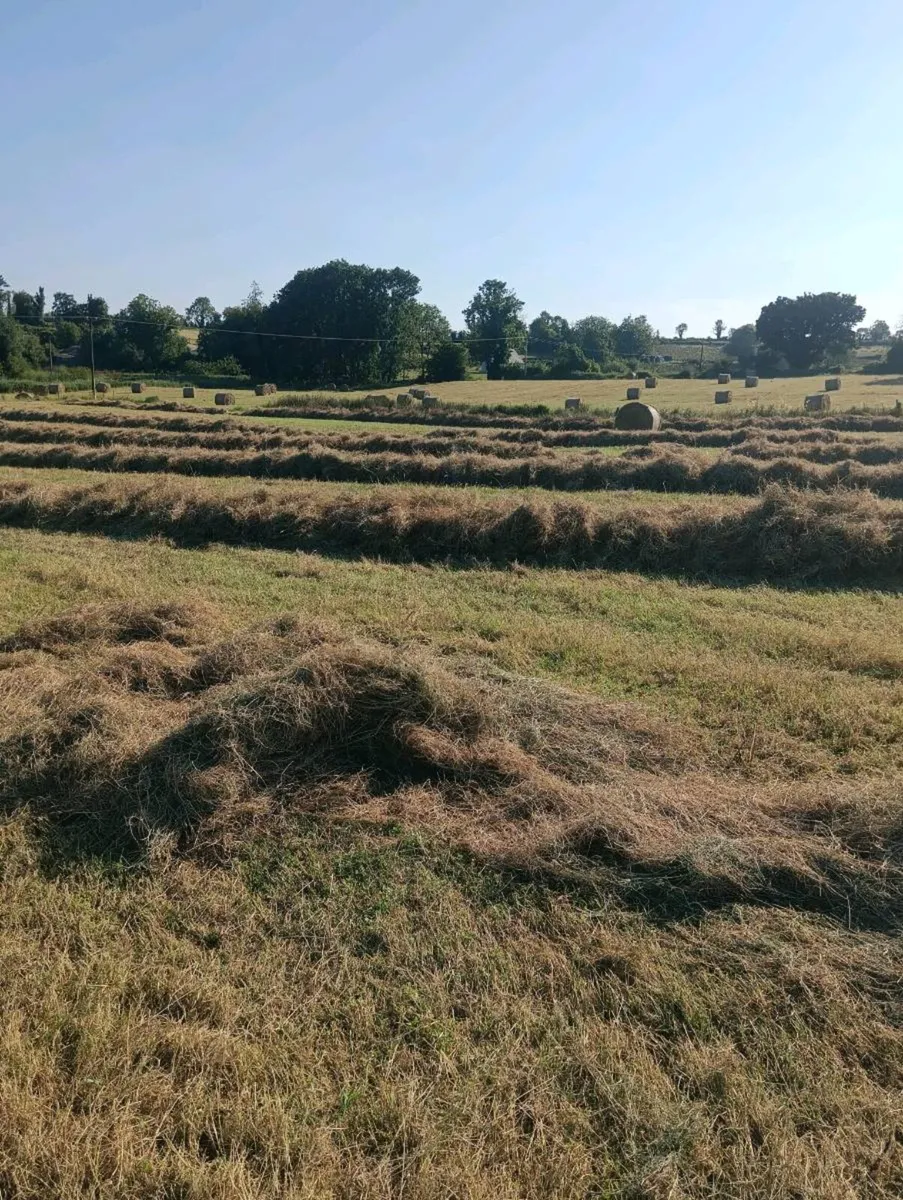 Organic hay - Image 1