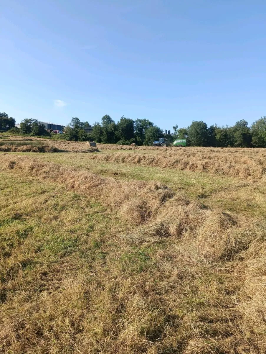 Organic hay - Image 2
