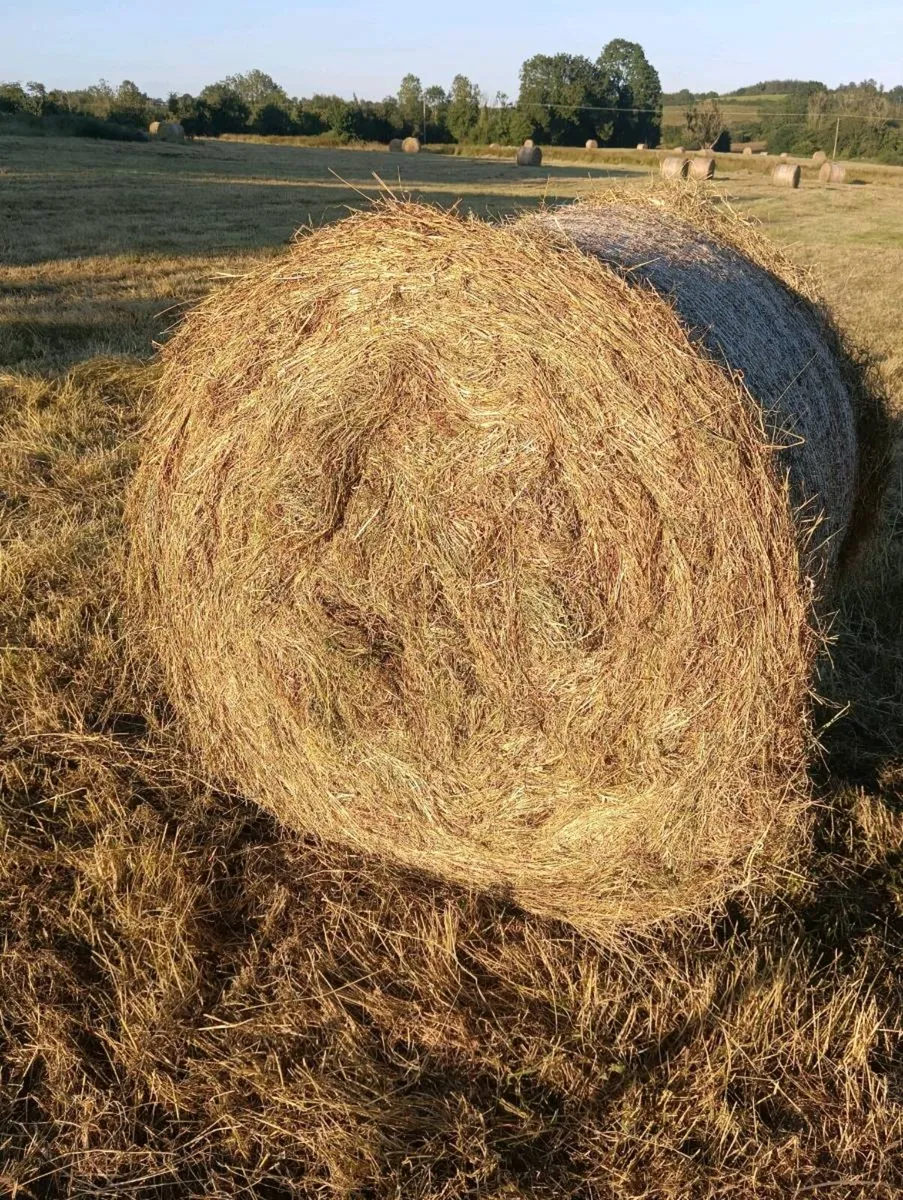 Organic hay - Image 3