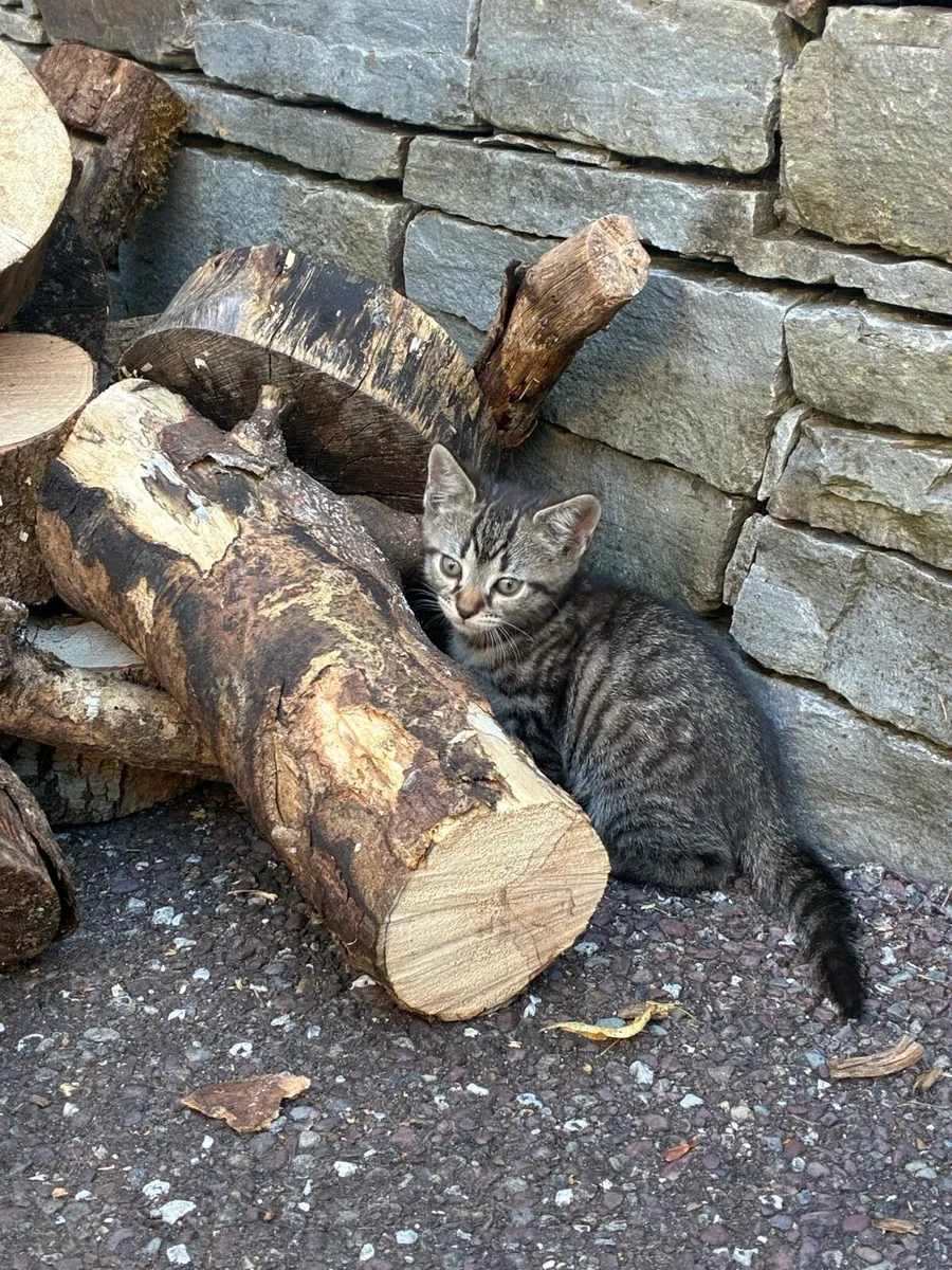6 Beautiful kittens - Image 3