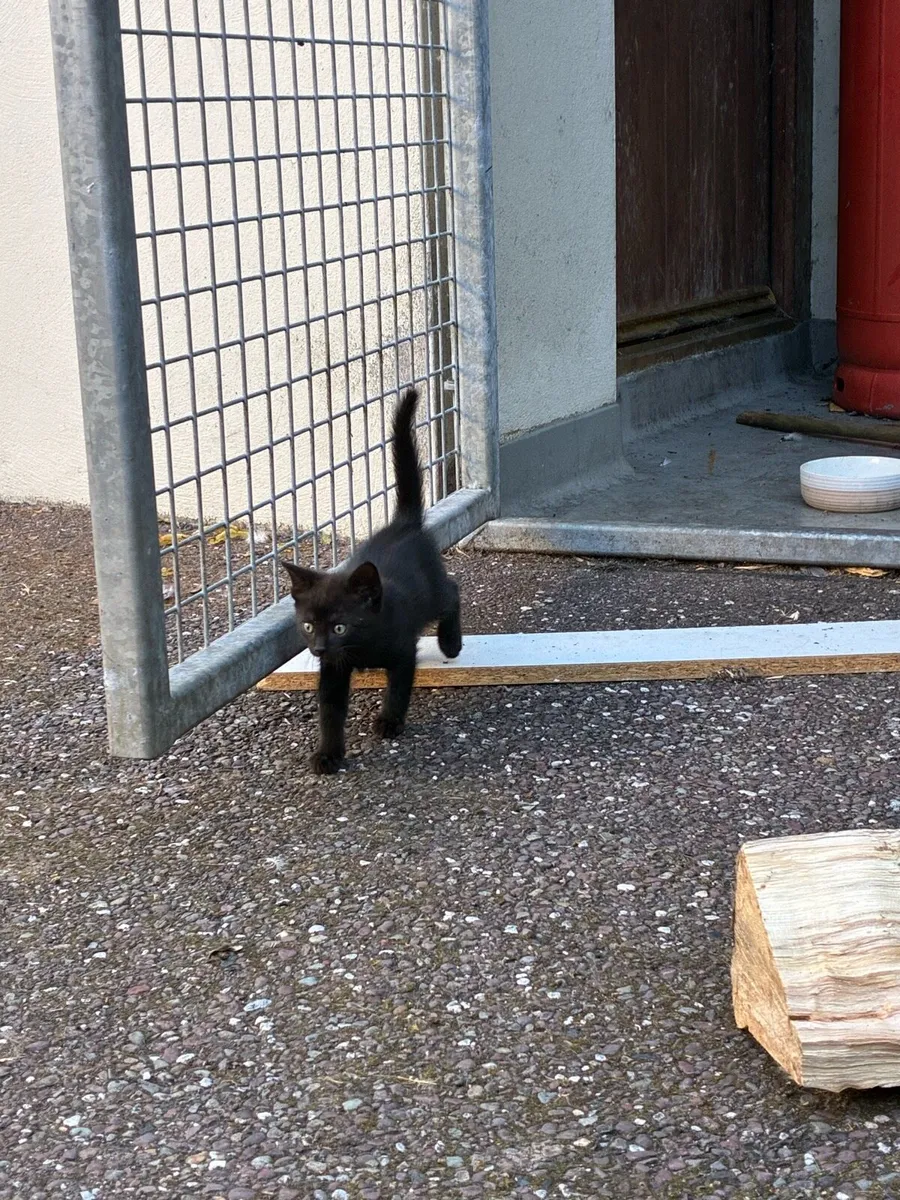 6 Beautiful kittens - Image 4