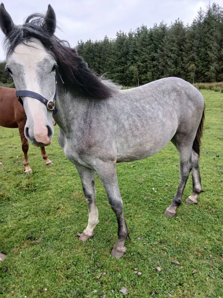 Irish Draught Yearling fillys - Image 1