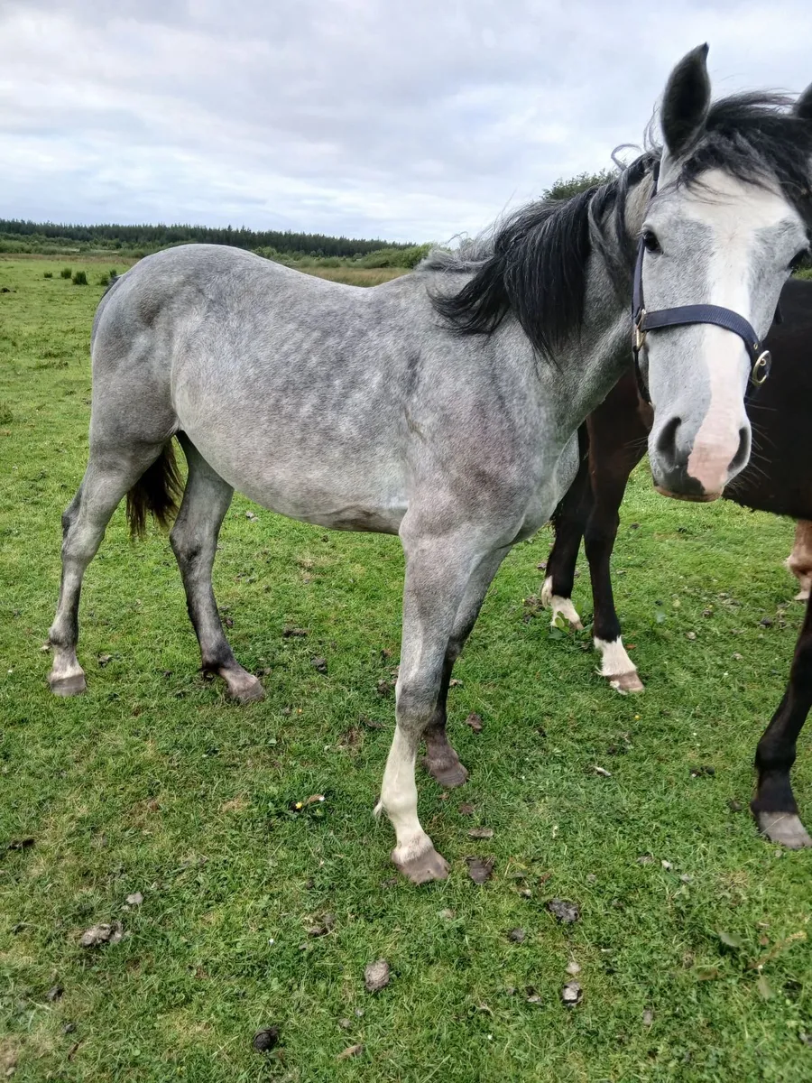 Irish Draught Yearling fillys - Image 2