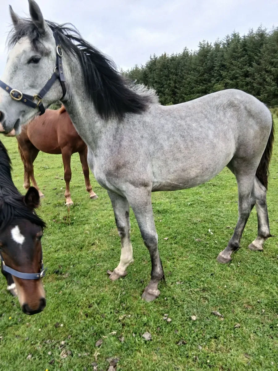 Irish Draught Yearling fillys - Image 3