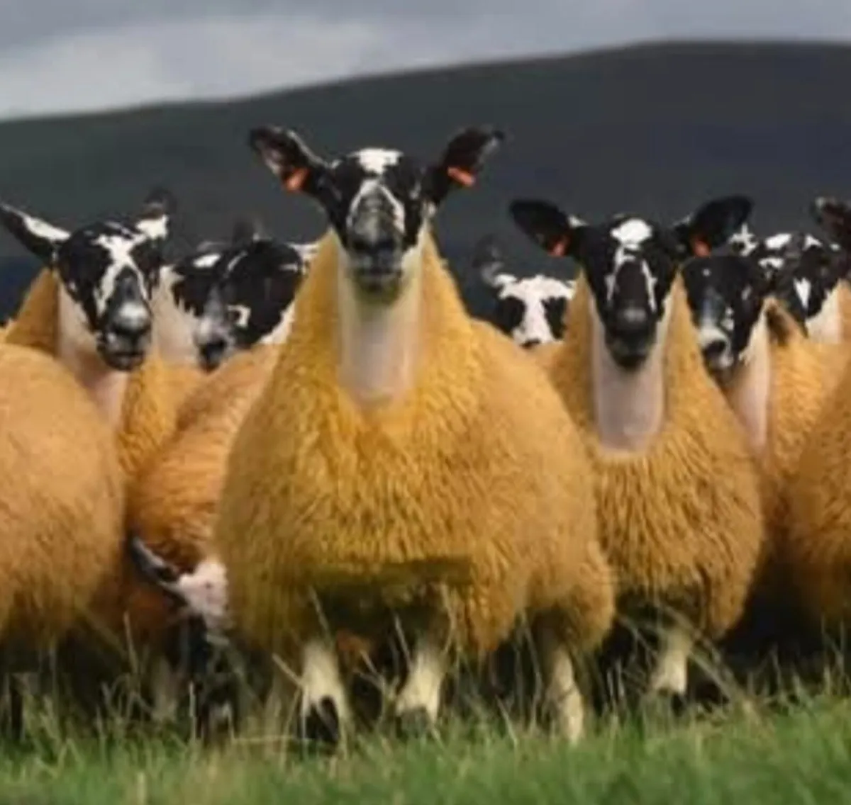 Organic Sheep Dip - by Barrier Animal Health. - Image 4