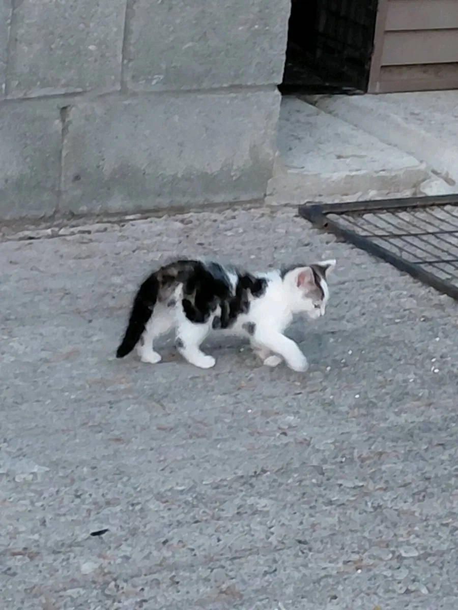 Little Kitten for sale (Male) - Image 1