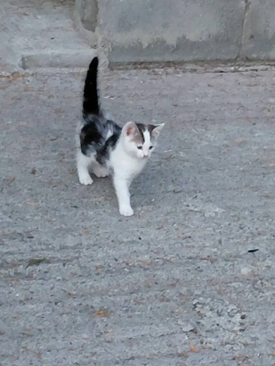 Little Kitten for sale (Male) - Image 2