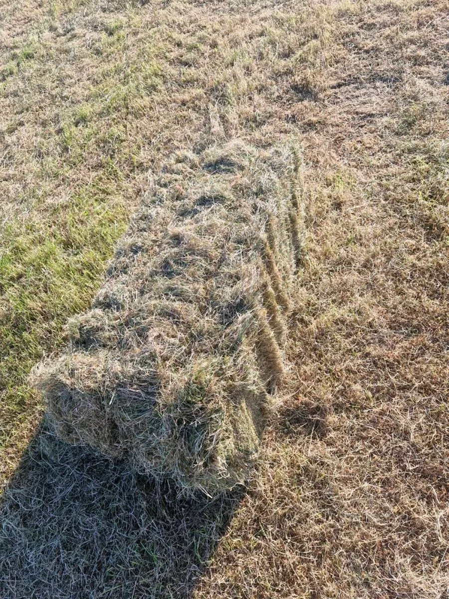 Hay Square Bales - Image 4