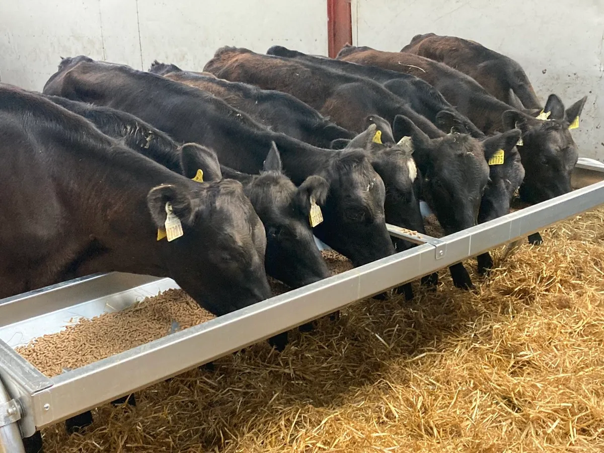 8 AA HEIFER RUNNER WEANLINGS - Image 1