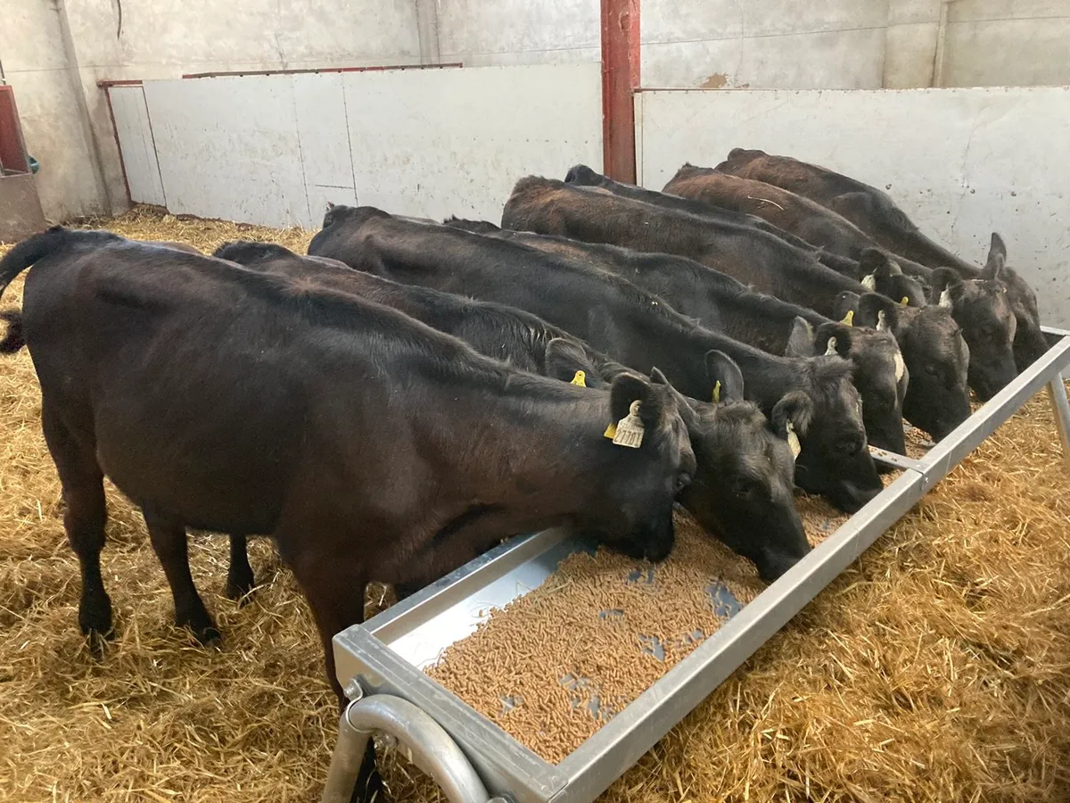 8 AA HEIFER RUNNER WEANLINGS - Image 2