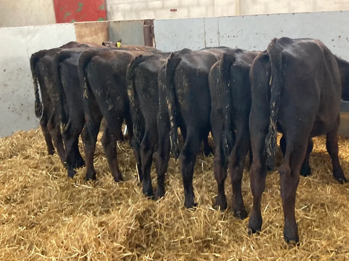8 AA HEIFER RUNNER WEANLINGS - Image 3