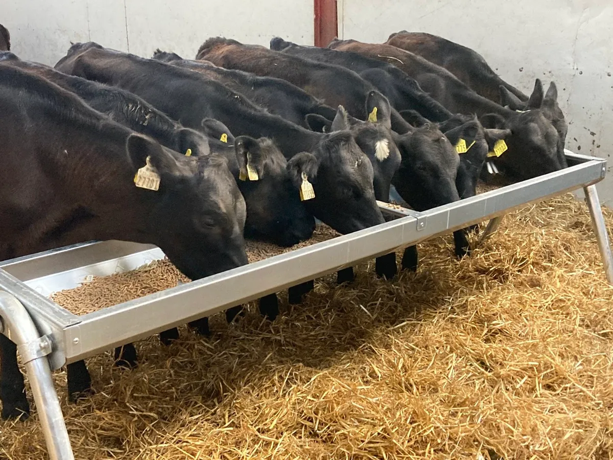 8 AA HEIFER RUNNER WEANLINGS - Image 4