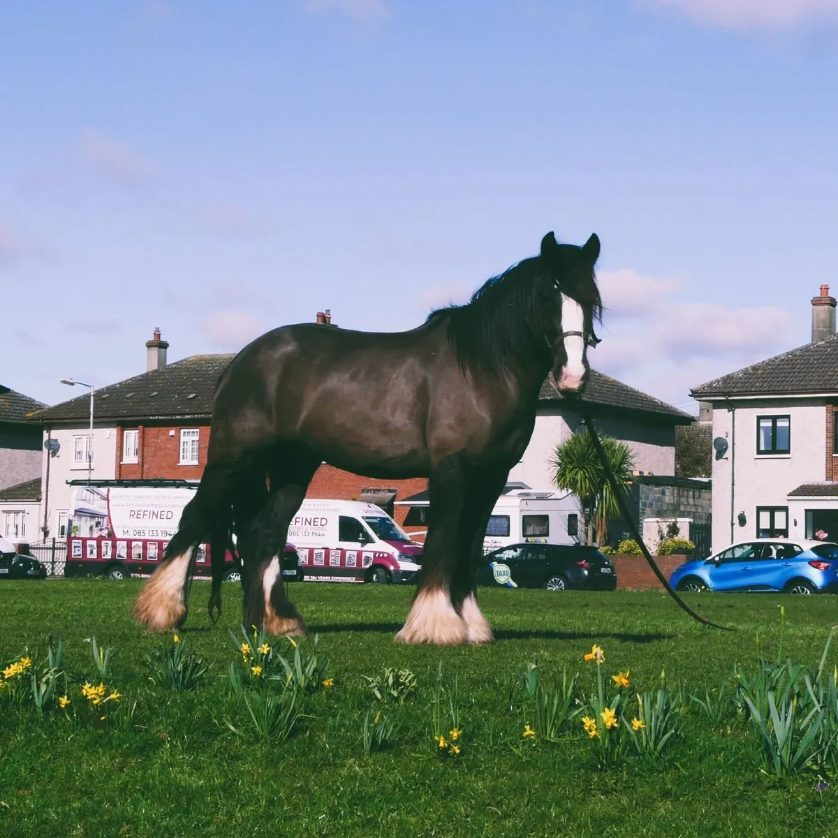 Horse - Image 1