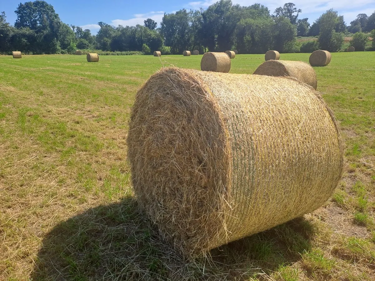 Hay - Image 2