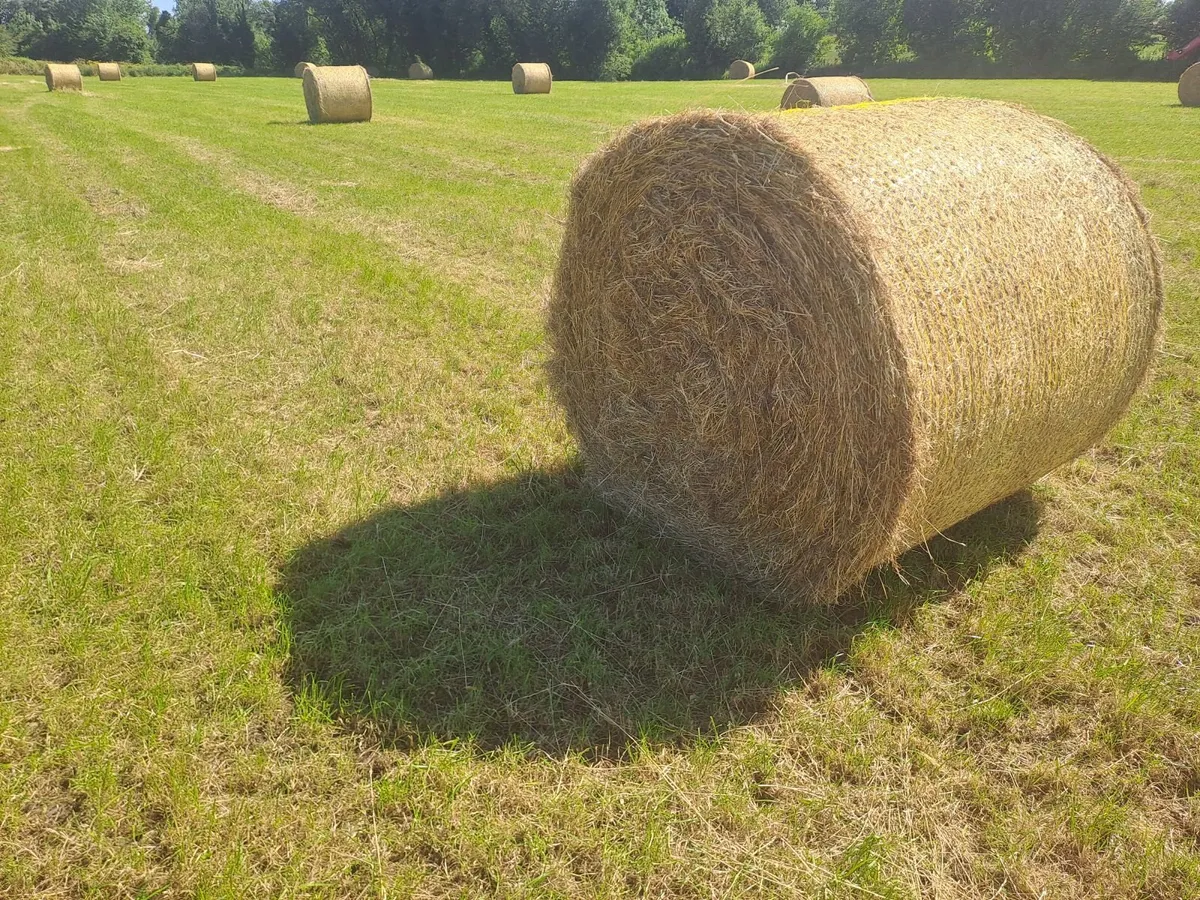 Hay - Image 3