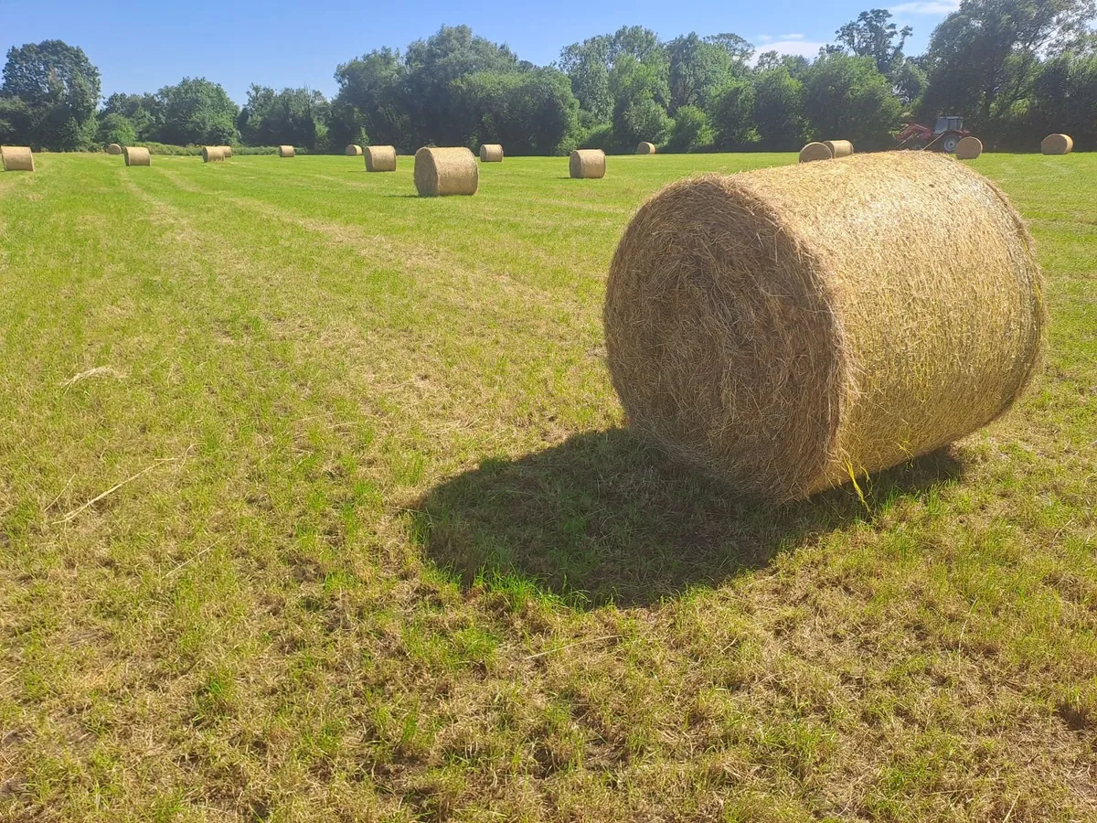 Hay - Image 1