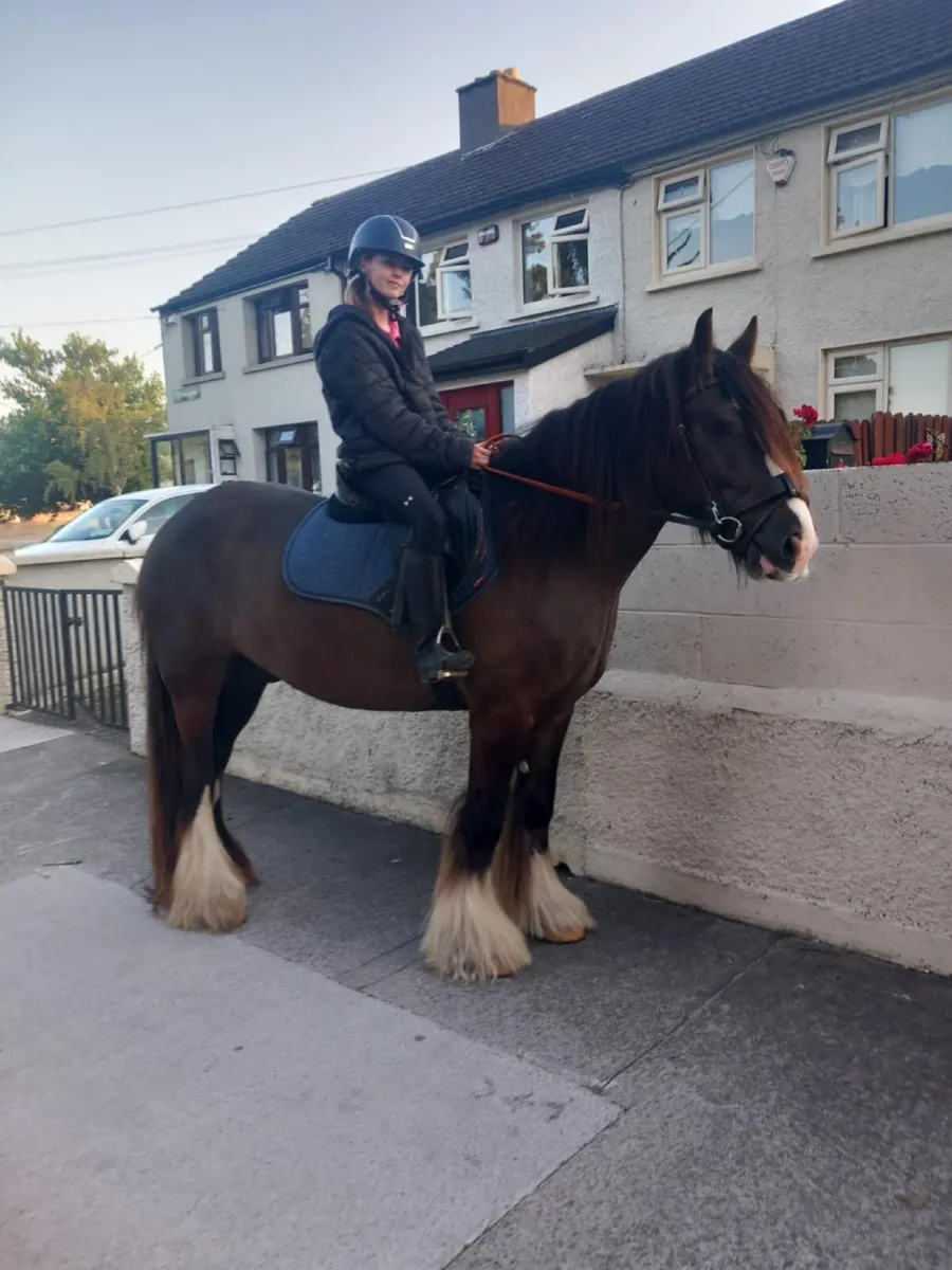 Horse - Image 3