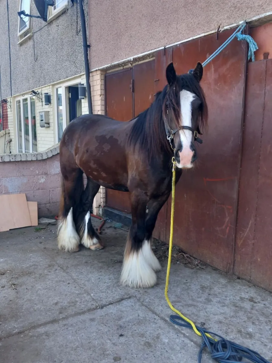 Horse - Image 2