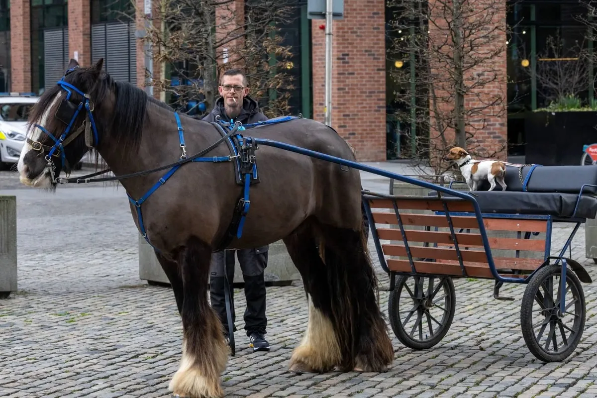 Horse - Image 4