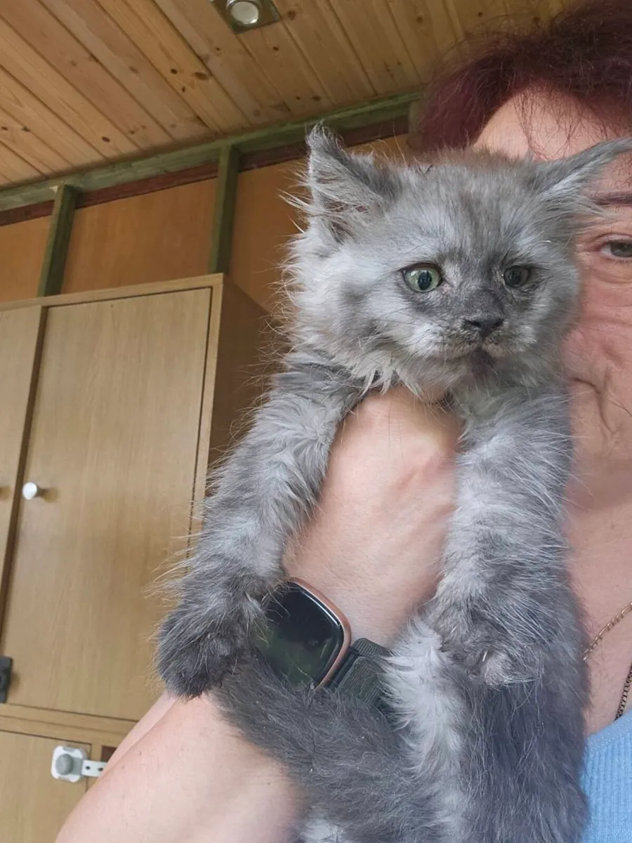 Maine Coon kittens TICA registered - Image 1