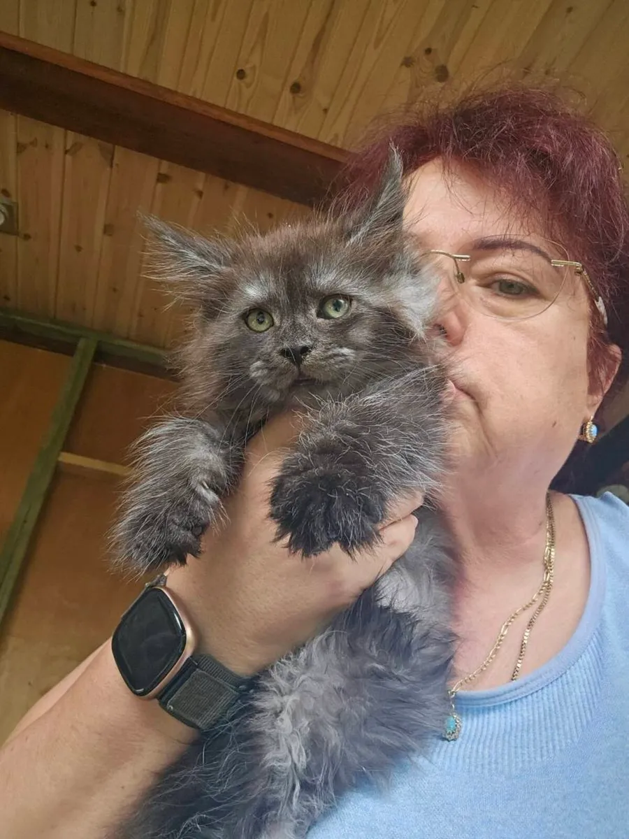 Maine Coon kittens TICA registered - Image 2