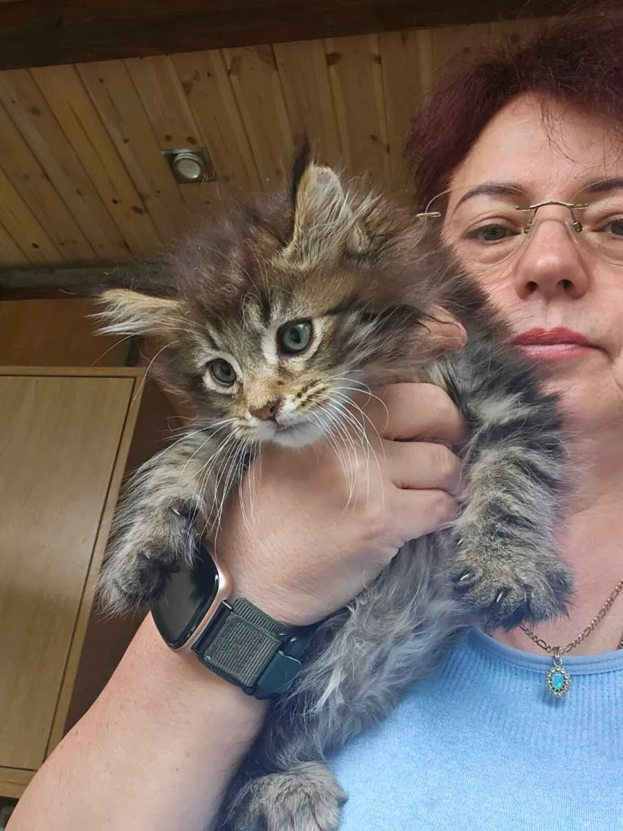 Maine Coon kittens TICA registered - Image 3