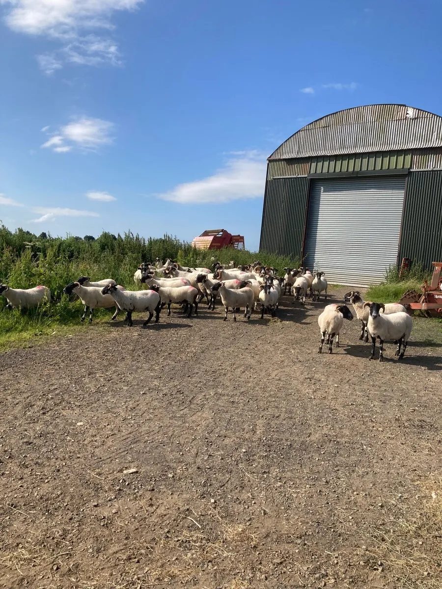 Sheep - Image 2
