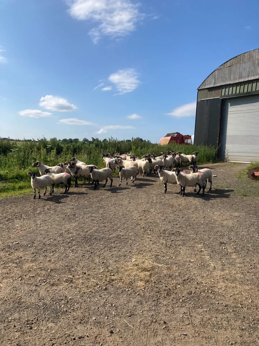 Sheep - Image 3