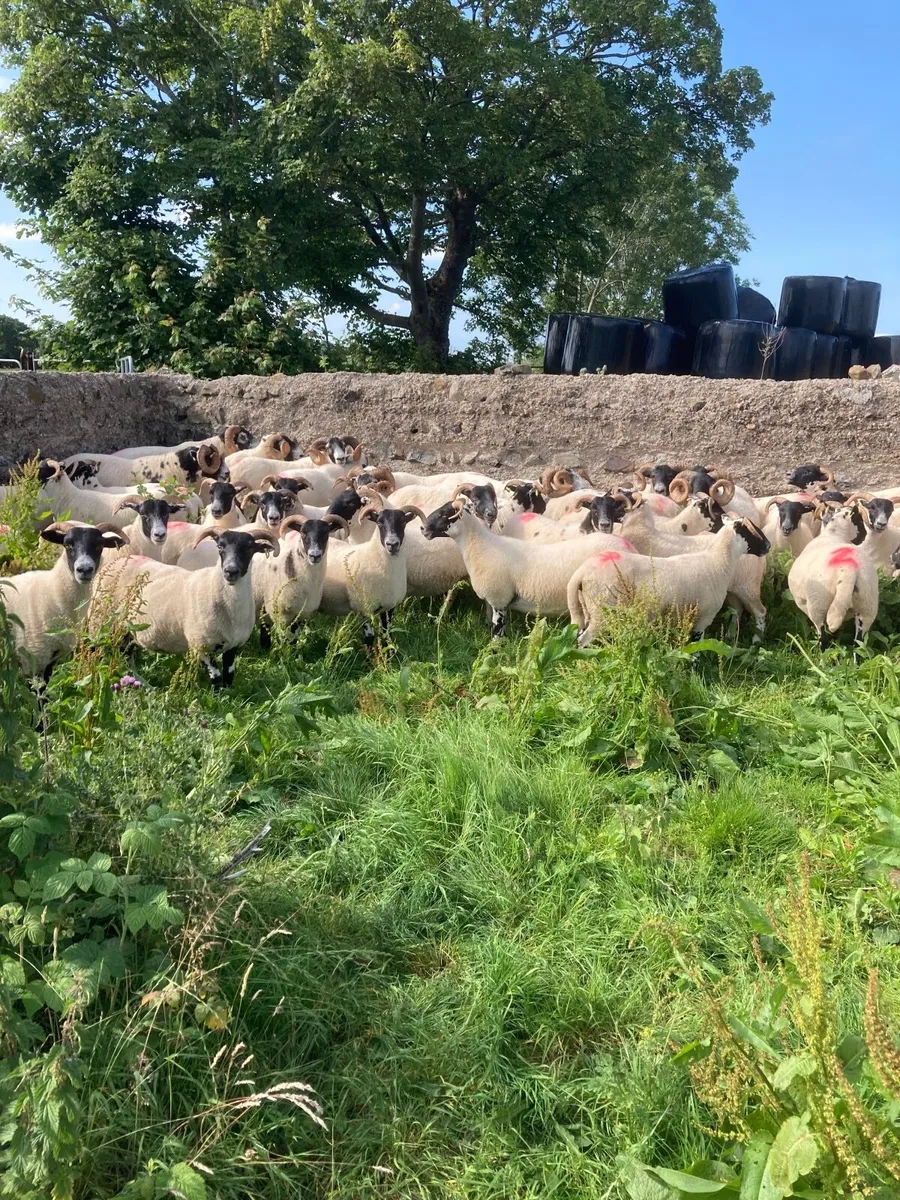 Sheep - Image 1