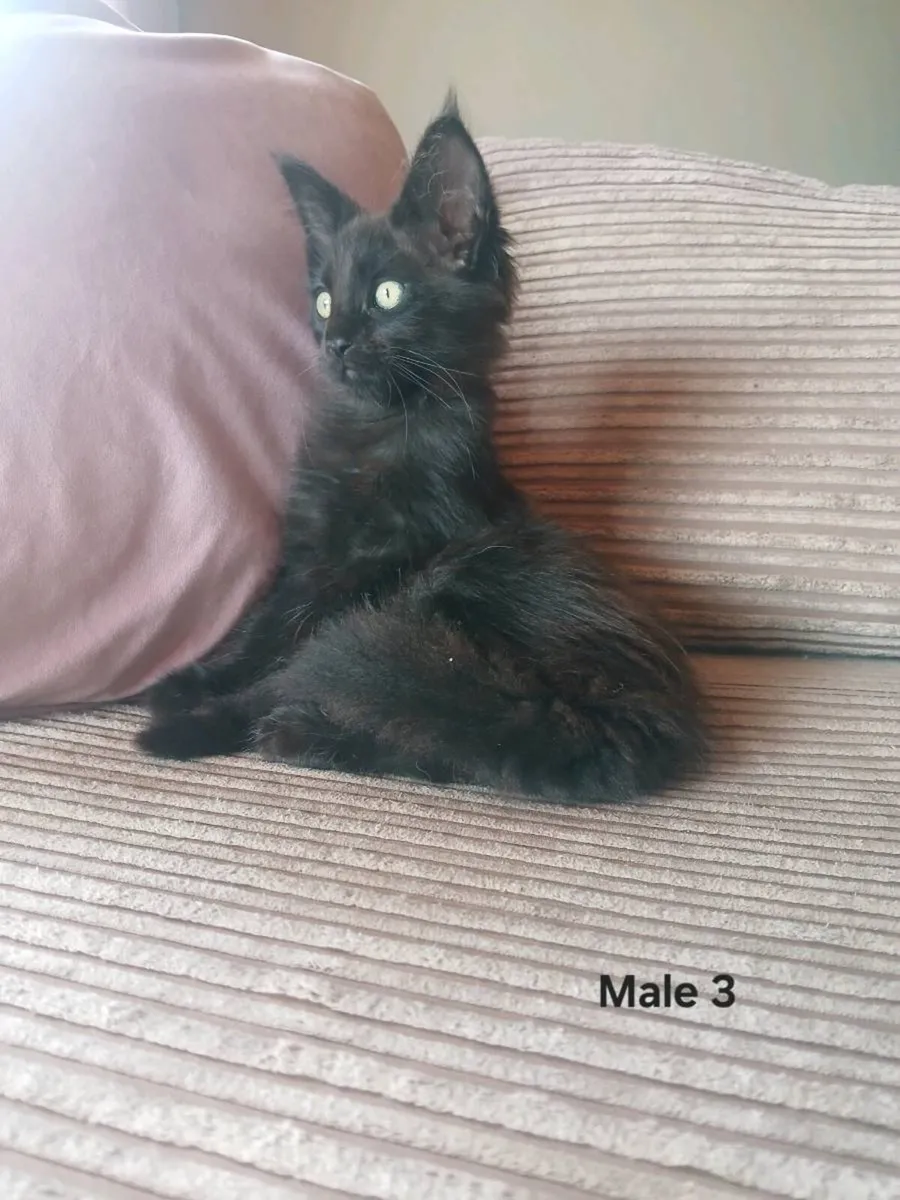 Maine coon kittens - Image 2
