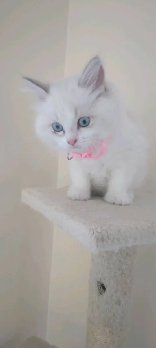 Purebred Ragdoll Kittens - last boy and girl - Image 4