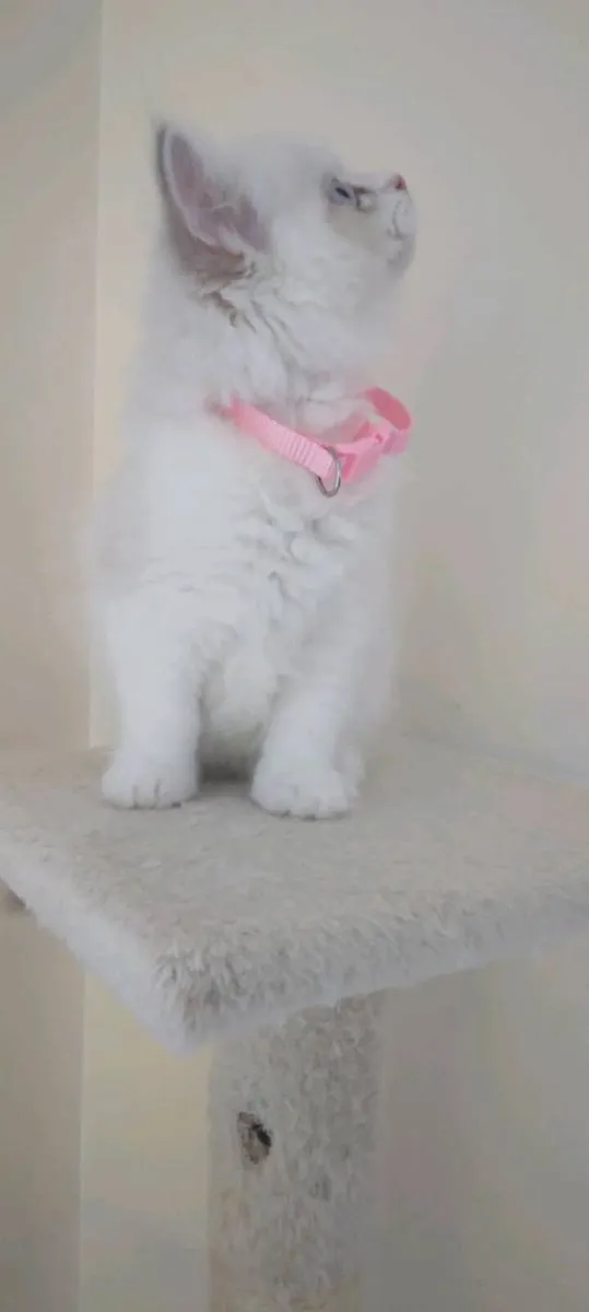 Purebred Ragdoll Kittens - reserved - Image 2