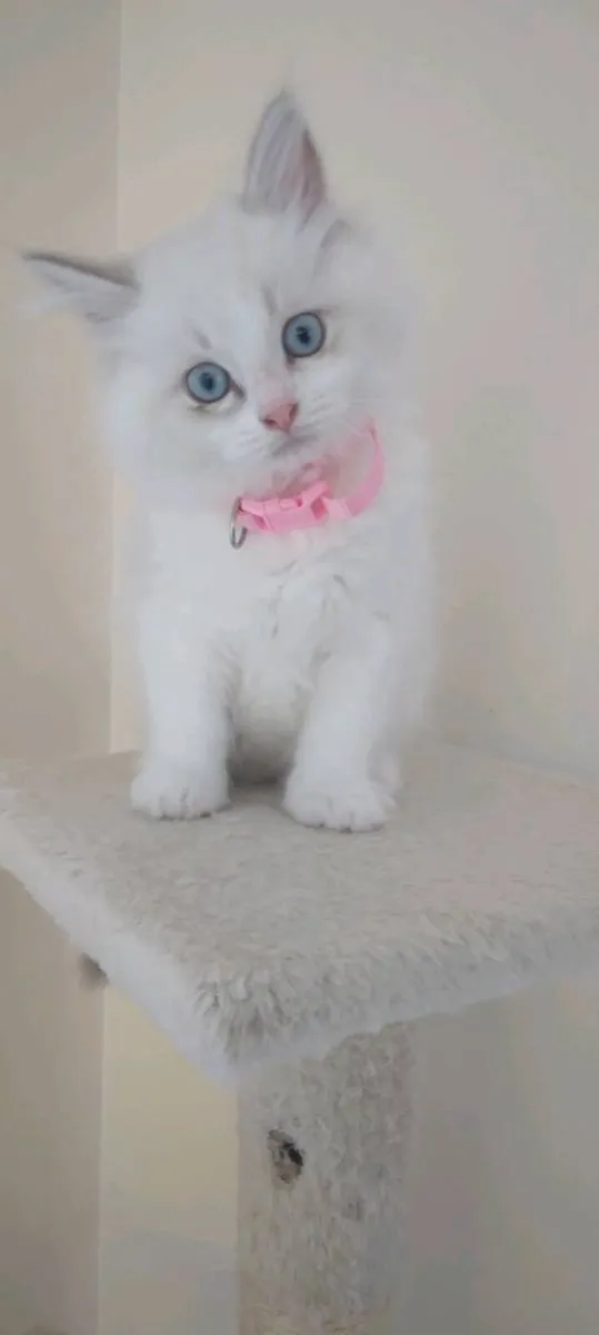 Purebred Ragdoll Kittens - reserved - Image 3