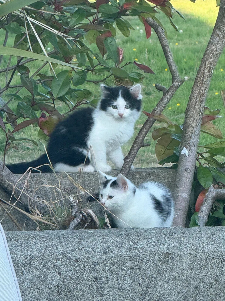 Ragdoll x Maine Coon Cross Kittens - Image 4