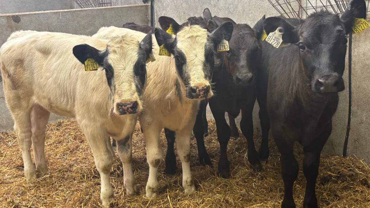 ⭐️ 5 Continental Heifer Runners ⭐️ - Image 3