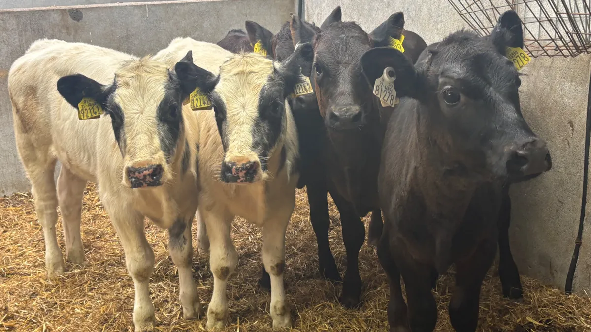 ⭐️ 5 Continental Heifer Runners ⭐️ - Image 1