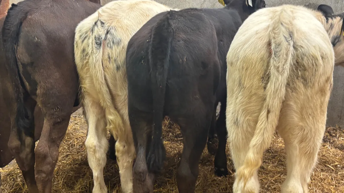 ⭐️ 5 Continental Heifer Runners ⭐️ - Image 2