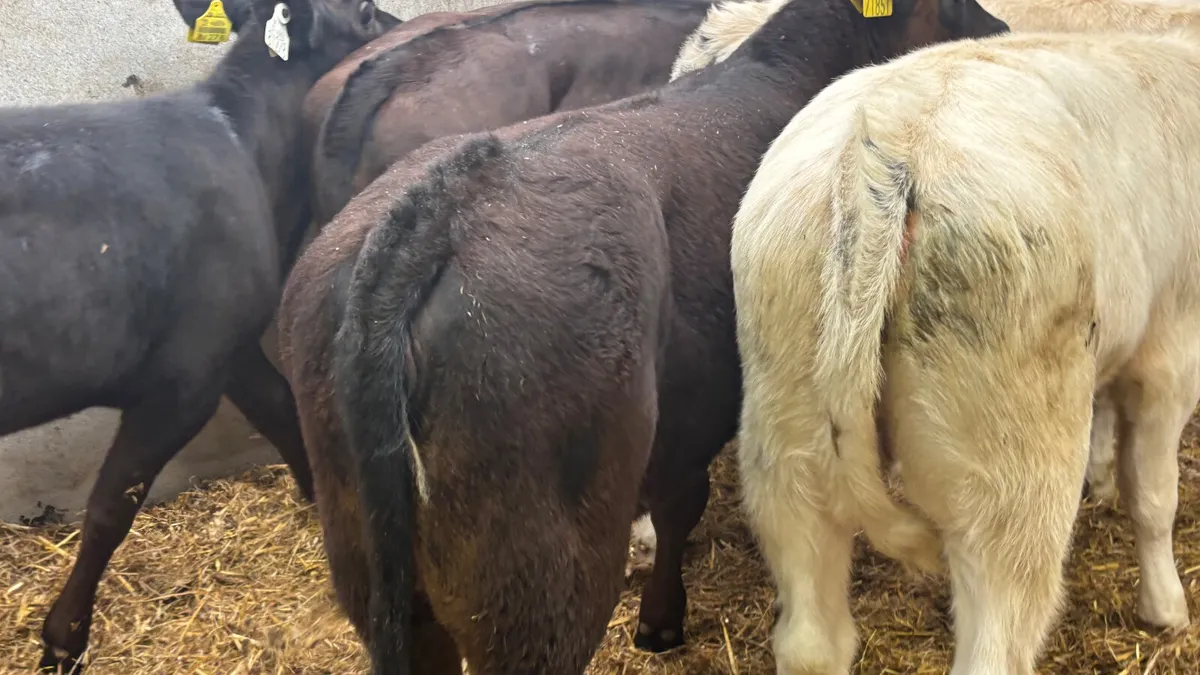 ⭐️ 5 Continental Heifer Runners ⭐️ - Image 4
