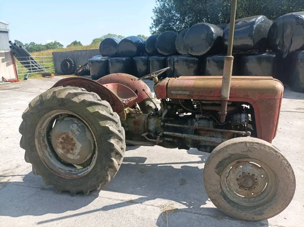 Massey Ferguson Gold belly - Image 1
