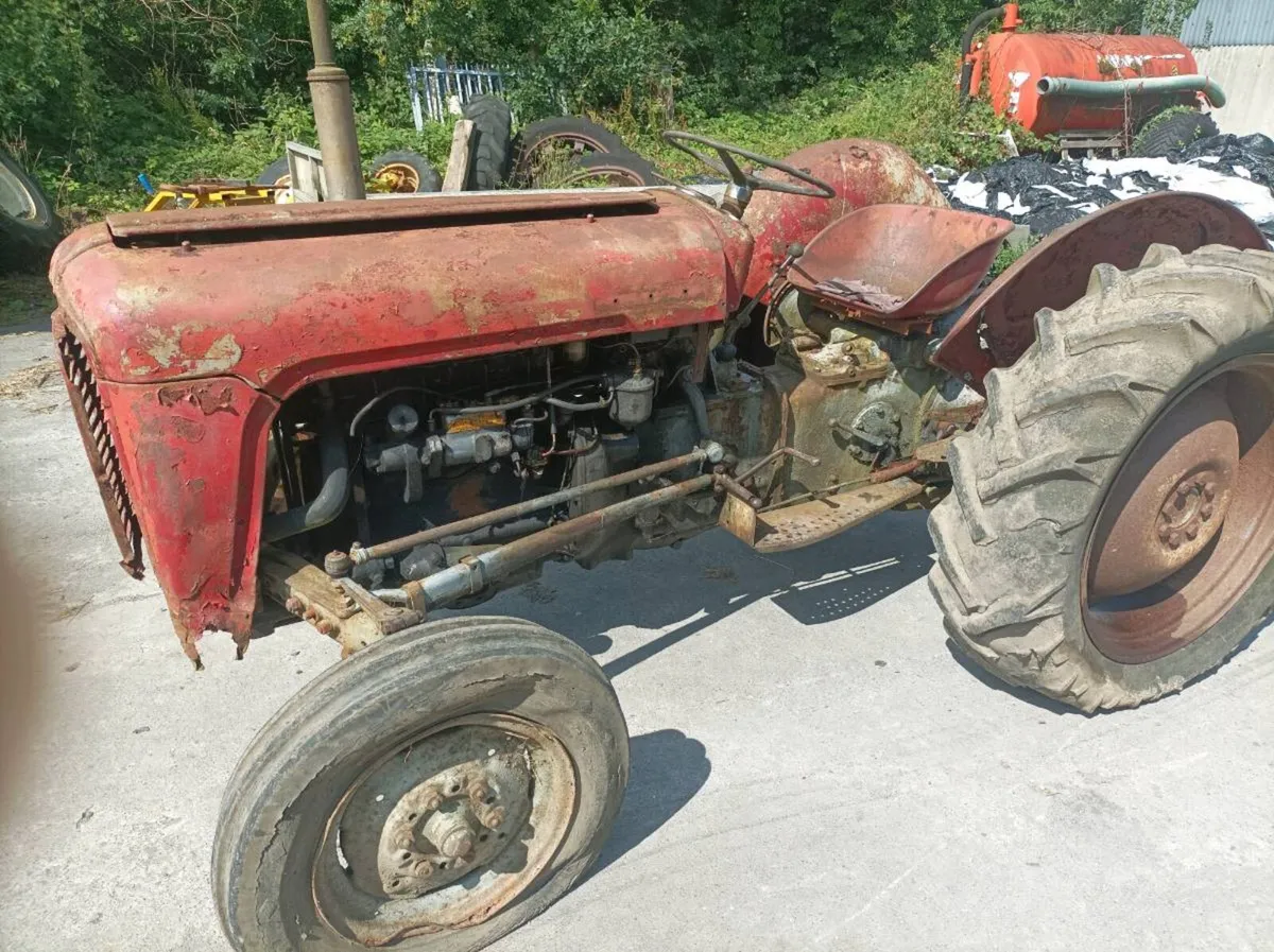Massey Ferguson Gold belly - Image 2