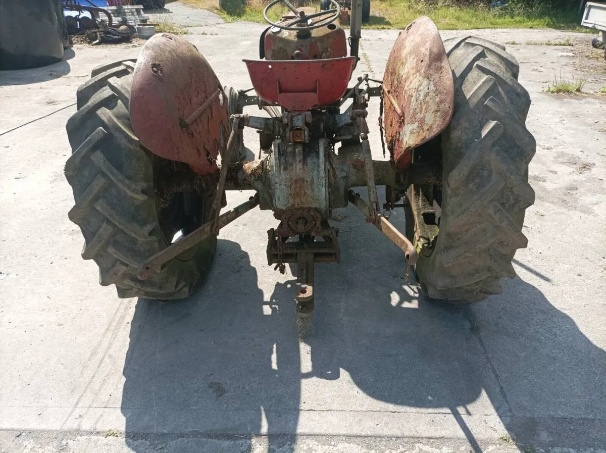 Massey Ferguson Gold belly - Image 3