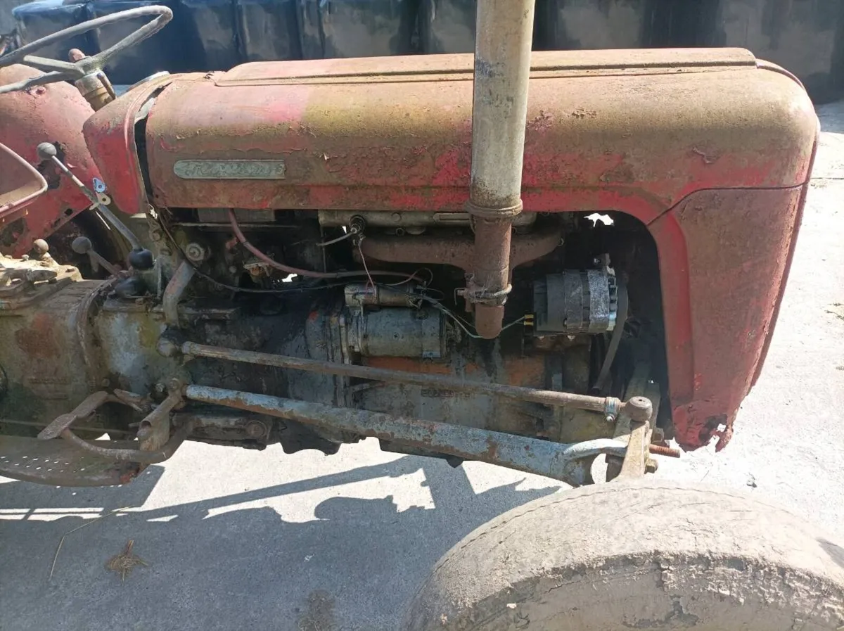 Massey Ferguson Gold belly - Image 4