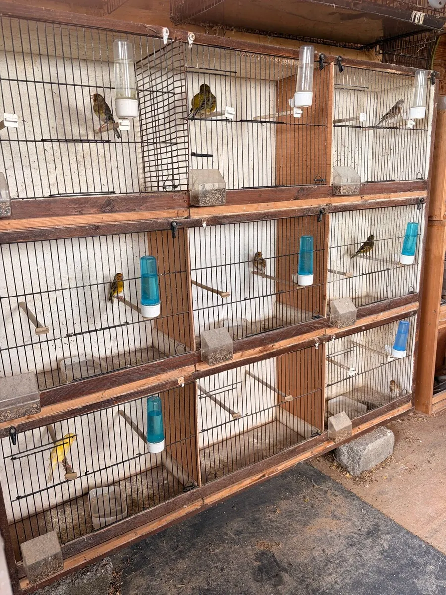 Mule Canary’s - Image 1